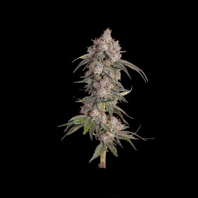 Happy Valley Genetics - Game Over (F) Photoperiod - 6 Pack