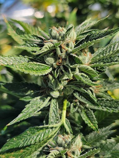 White Label OG Kush Fast Photoperiod (F) - 4 pack
