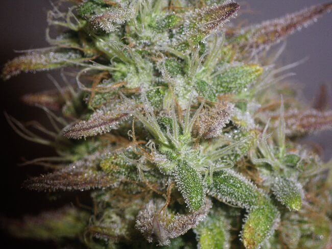 White Label White Widow Photoperiod (F) - 4 pack