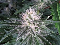 Photo Fem Variety Pack - 8 seeds