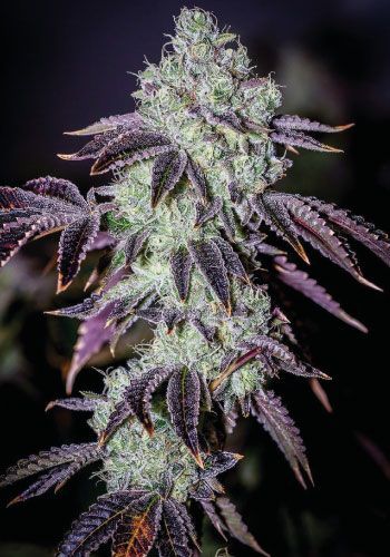 White Label Purple Punch Photoperiod (F) - 4 pack