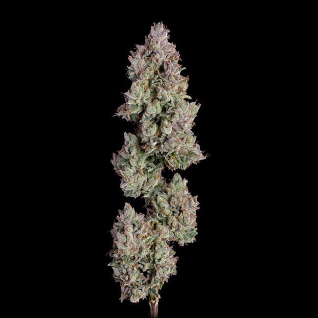 Happy Valley Genetics Oh My Thai Auto Feminized - 3 Pack