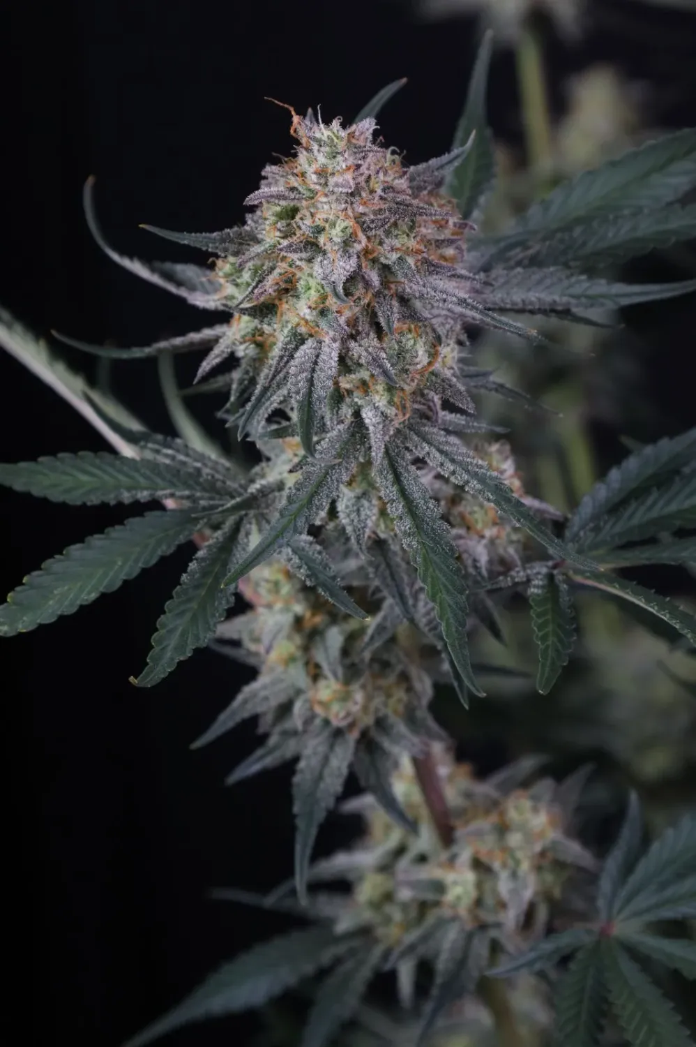 Fastbuds Lemon Tree Autoflower 3pk (Fem)