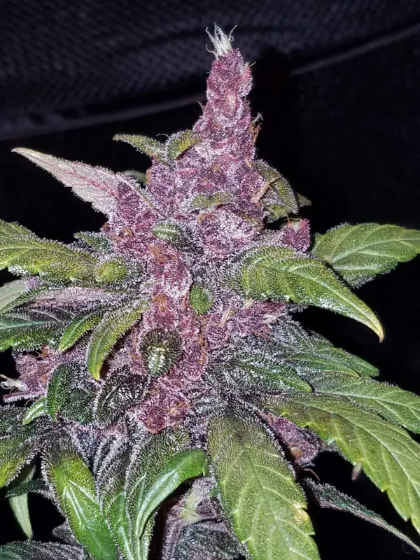 Fastbuds LSD-25 Autoflower 3pk (Fem)