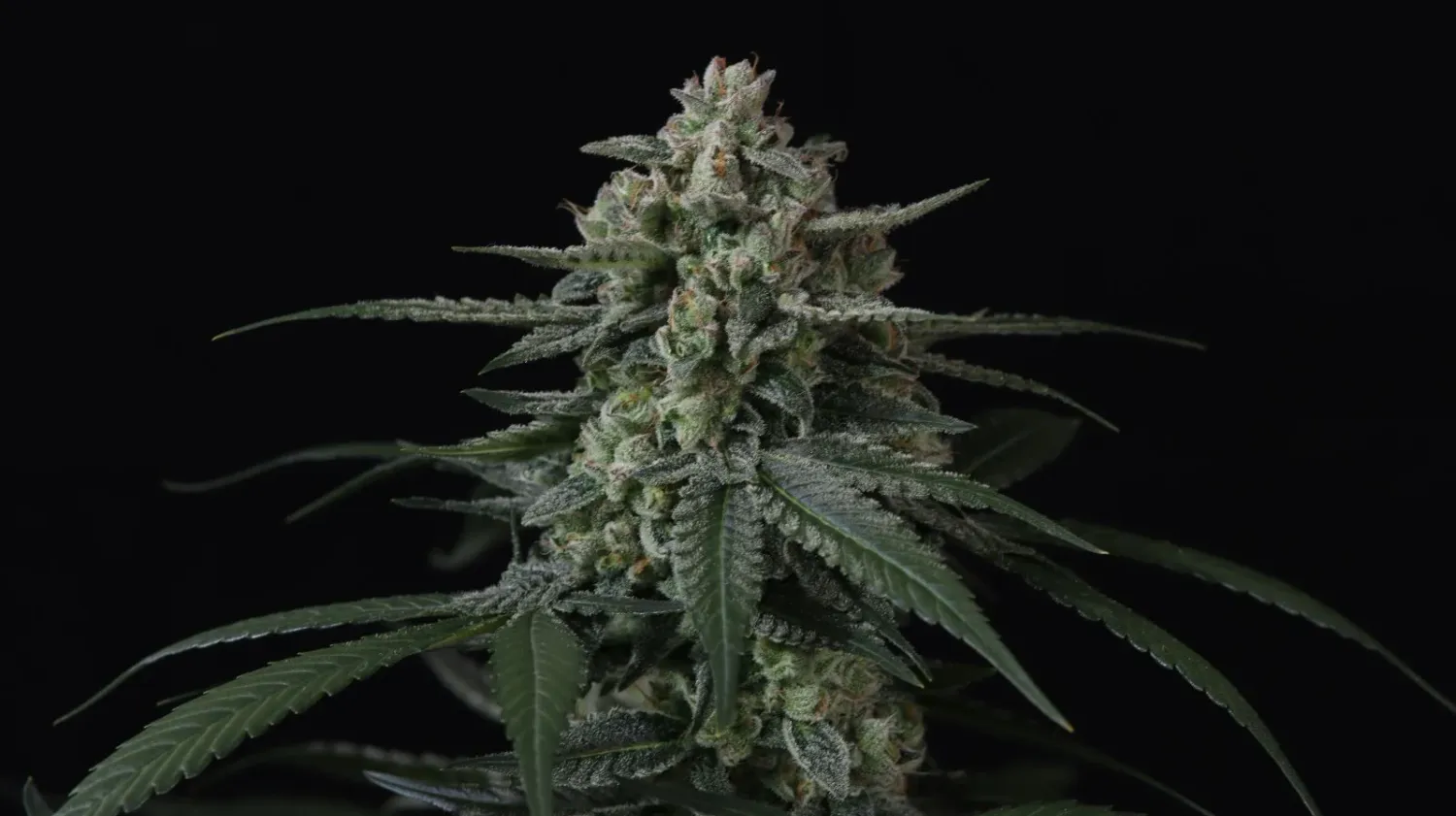 Fastbuds Banana Frost Autoflower 3pk (Fem)