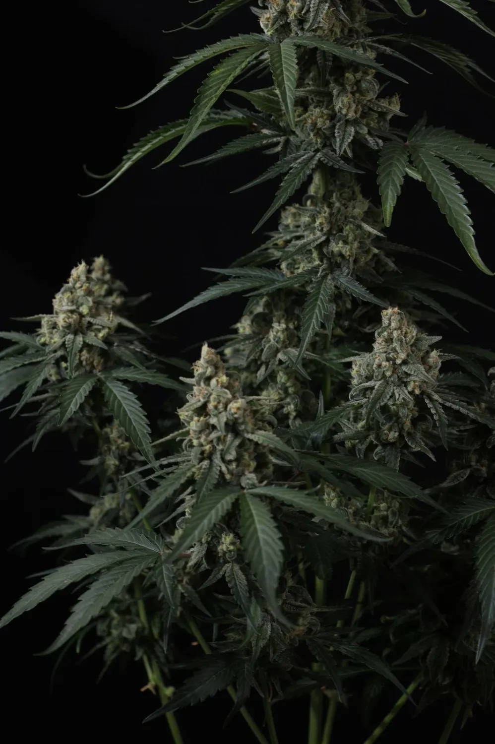 Fastbuds Banana Cherry Cookies Autoflower 3pk (Fem)