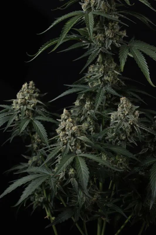 Fastbuds Banana Cherry Cookies Autoflower 3pk (Fem)