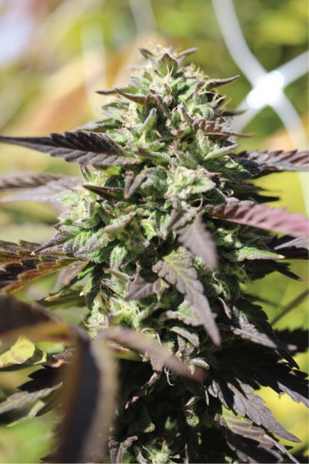 Humboldt Seed Company Chunkadelic Auto (F) 5 Pack