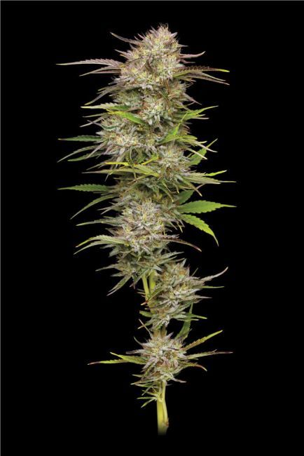 Humboldt Seed Company California Haze (F) 5 Pack
