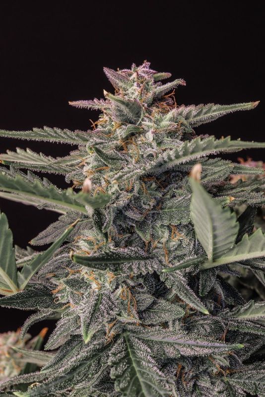 Fastbuds Original White Widow Autoflower 3pk (Fem)
