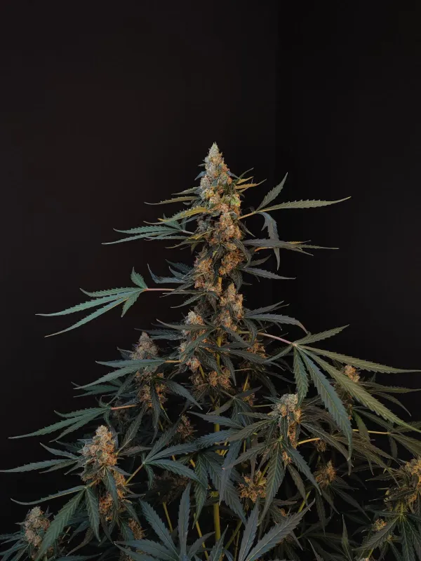 Fastbuds Original Northern Lights Autoflower 3pk (Fem)