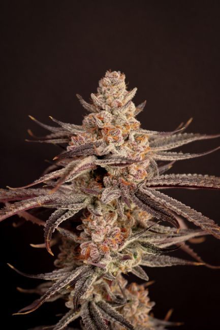 Boardwalk Bubba Feminized- Lovin in Her Eyes (5 pack)