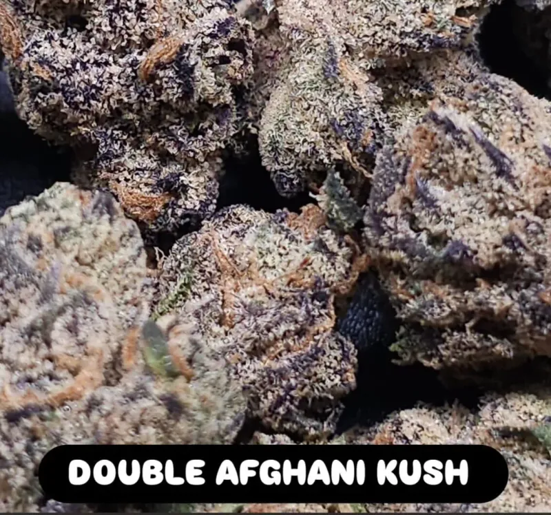 Double Afghani Kush Feminized Seeds - In House Genetics (3 pack)