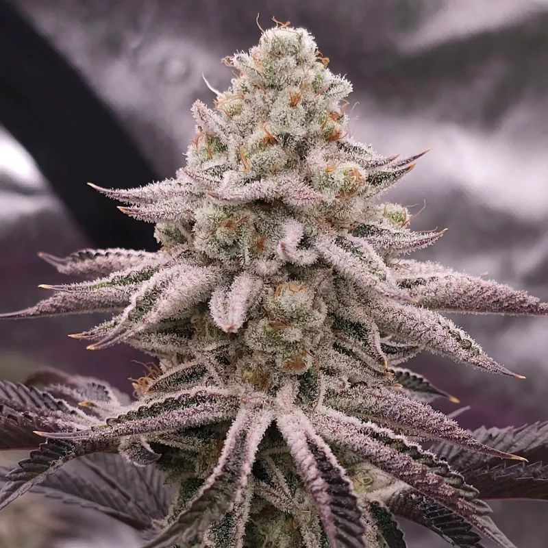 Platinum Zushi Feminized Seeds - In House Genetics (3 pack)