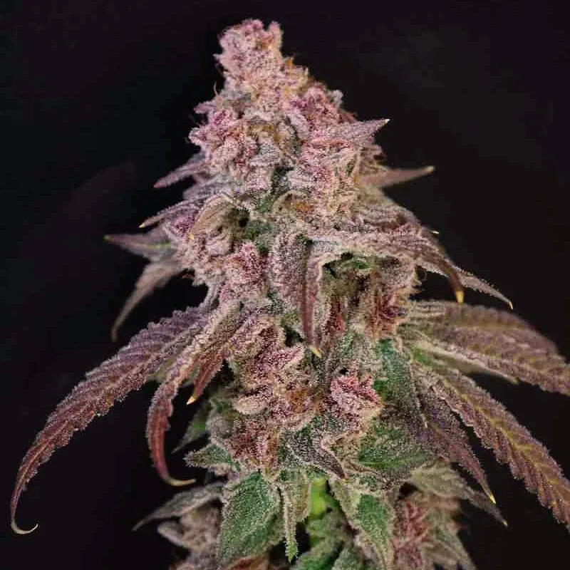 Louisiana Pine Feminized- Lovin in Her Eyes (5 pack)