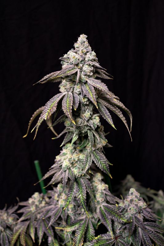 Blueberry Fudge Feminized- Lovin in Her Eyes (5 pack)