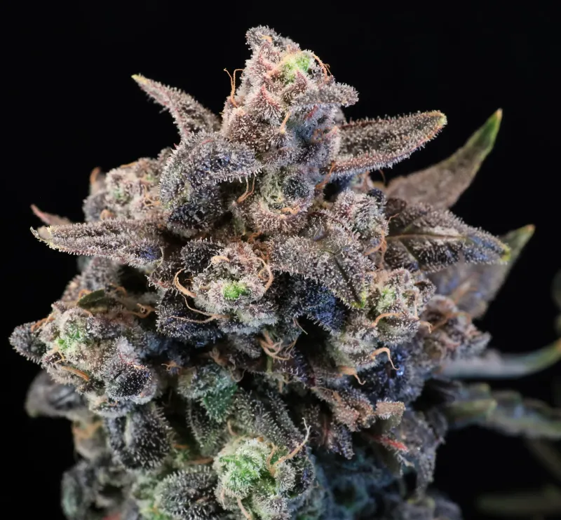 Unicorn Glitter Feminized Seeds  - Atlas (5 pack)
