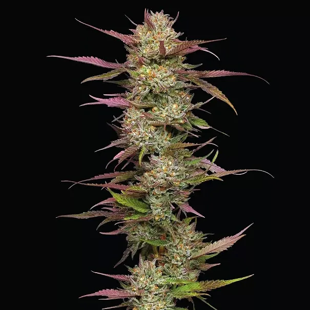 Humboldt Blueberry Pancakes Feminized Seeds (F) 5 Pack