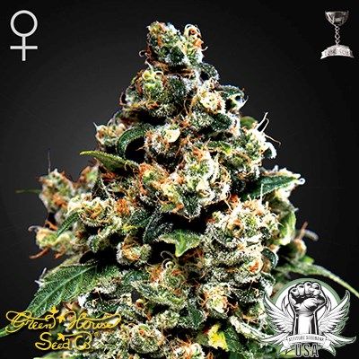 Jack Herer Feminized Seeds, Greenhouse - 5 Pack