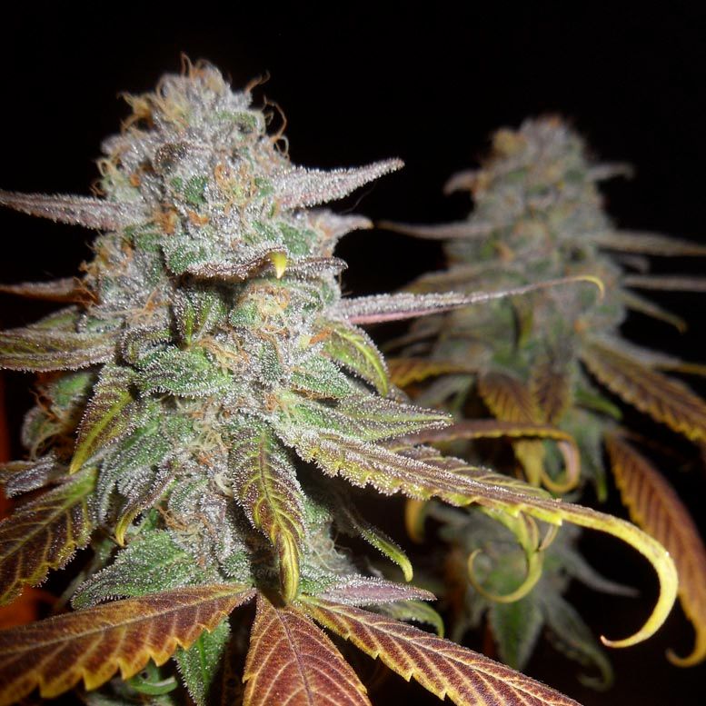 Blueberry F5 Regular Seeds - DJ Short - 6 Seeds