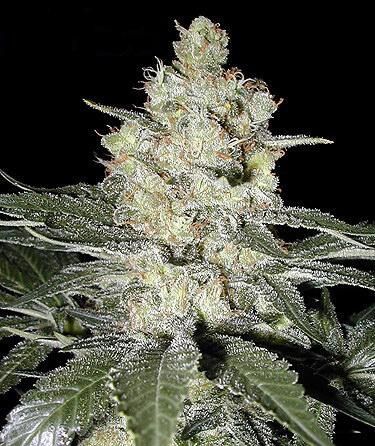 White Label NYC Diesel Auto (F) - 4 pack
