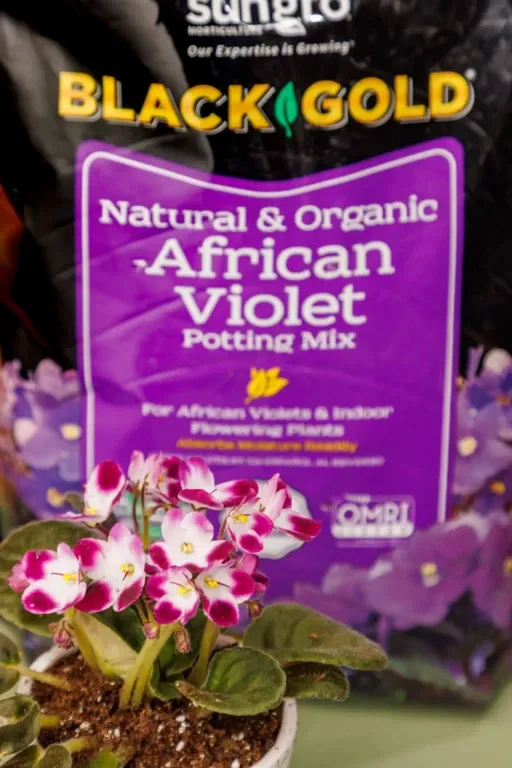 Black Gold® Natural &amp; Organic African Violet Potting Mix - 8qt