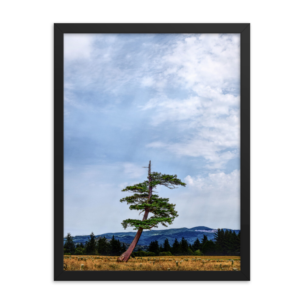 The Money Tree Framed Photo Print