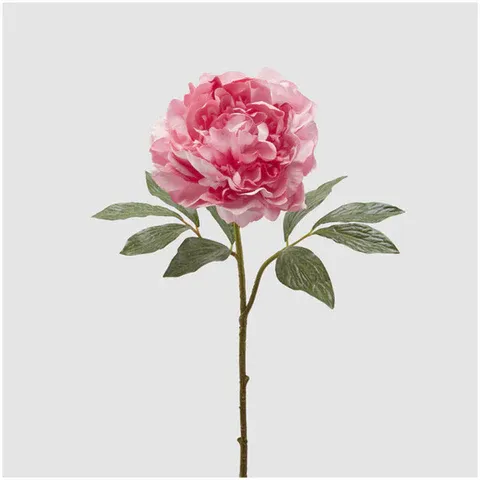 Timeless Peony
