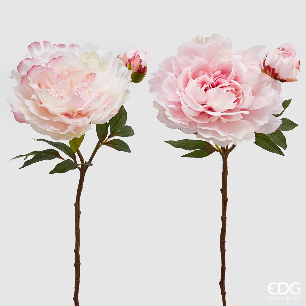 Pivoine rose