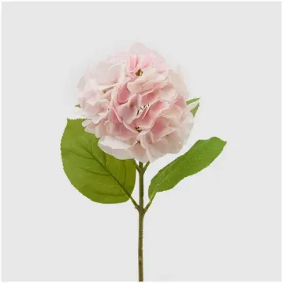 Timeless hydrangea