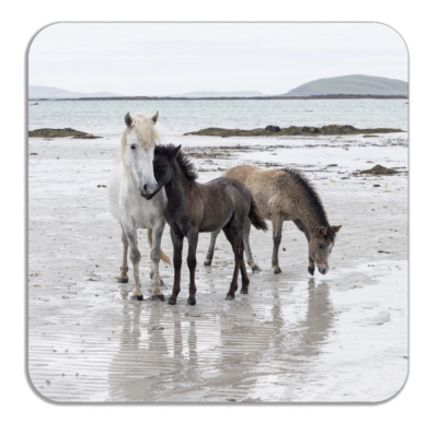 Eriskay Ponies Exploring the Beach