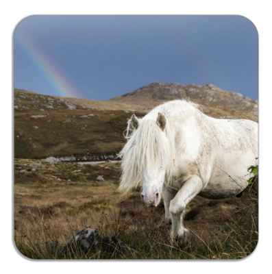 Eriskay Pony Stallion and Rainbow