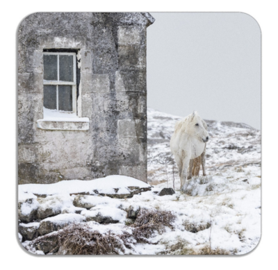 Eriskay Pony in Snow and Old Croft House