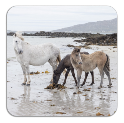 Eriskay Pony Mare & Foals on Beach