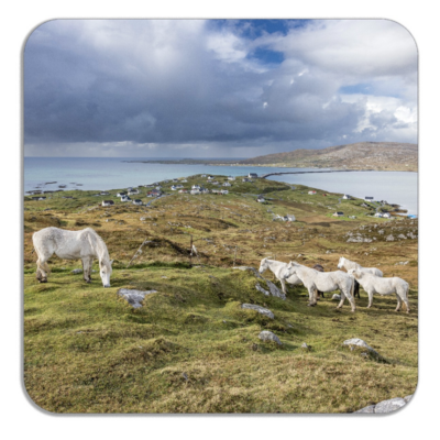 Eriskay Ponies on Hill Overlooking Eriskay Eriskay Ponies on Hill Overlooking Eriskay