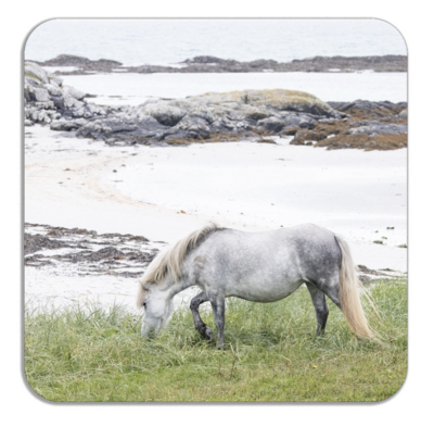 Eriskay Pony Grazing by the Sandy Shore