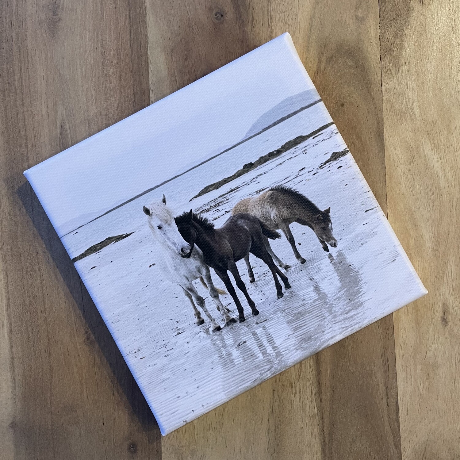 Eriskay Ponies Exploring the Beach - Canvas 20x20 cm