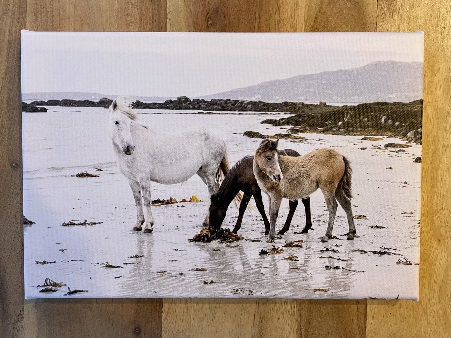 Eriskay Pony Mare & 2 Foals on Beach - Canvas 30x20 cm