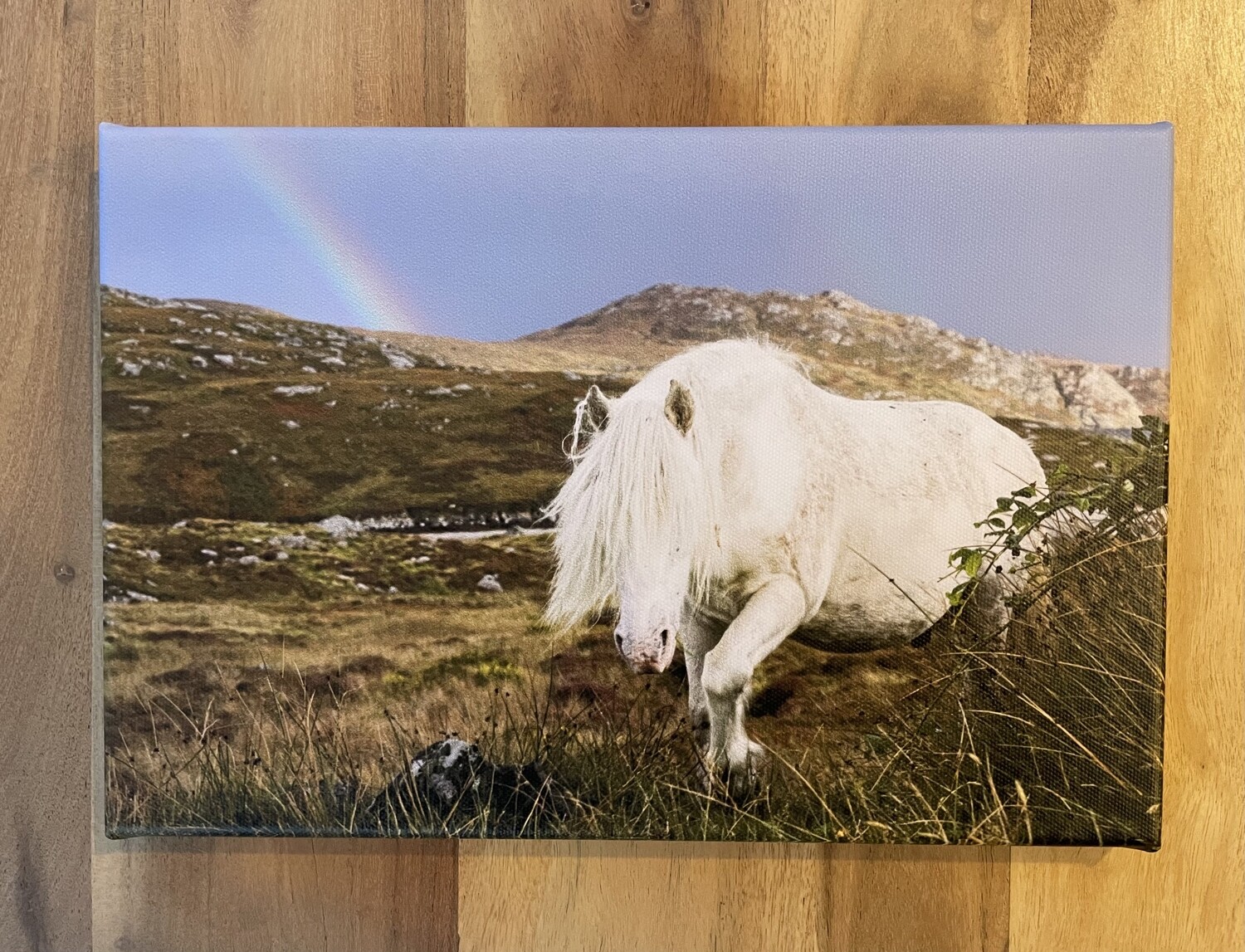 Eriskay Pony Stallion & Rainbow - Canvas 30x20 cm