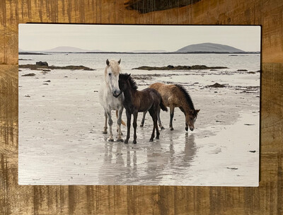 Eriskay Mare and 2 Foals on the Beach 30x20 cm HD Metal Wall Art