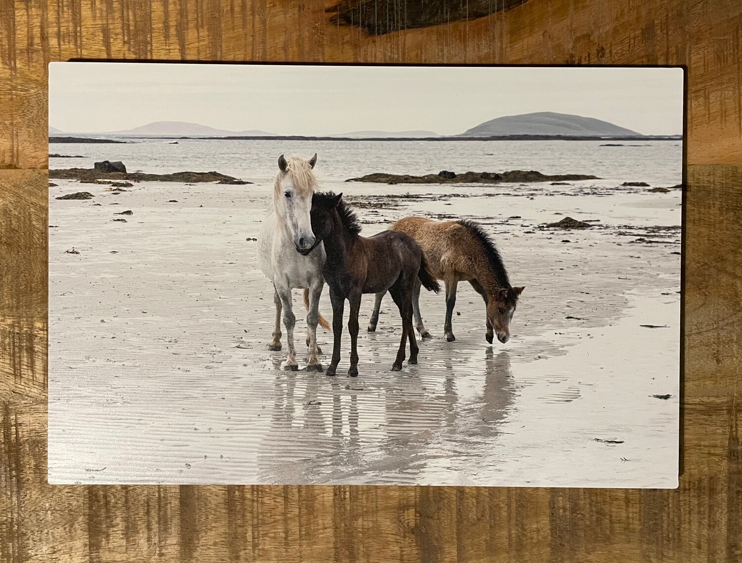 Eriskay Pony Mare & 2 foals on Beach - Canvas 30x20 cm