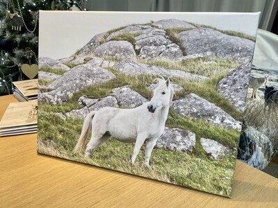 Eriskay Pony on the Hillside of Eriskay - Canvas 40x30 cm Eriskay Pony on the Hillside of Eriskay - Canvas 40x30 cm