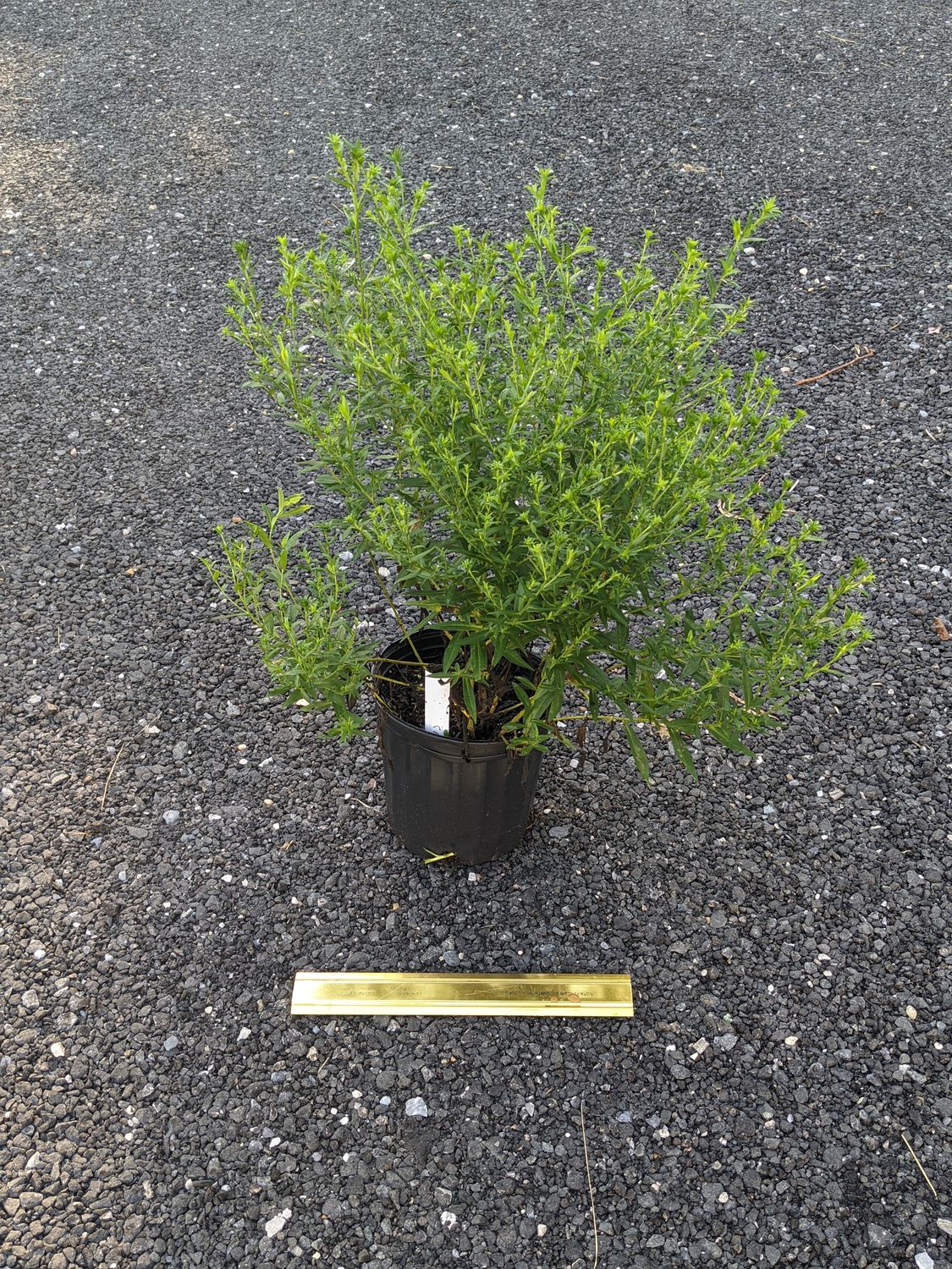 One Gallon Plant Material - ANY PLANT