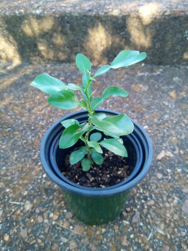 Everything you always wanted you know about indoor dwarf citrus tree care (but were afraid to ask)