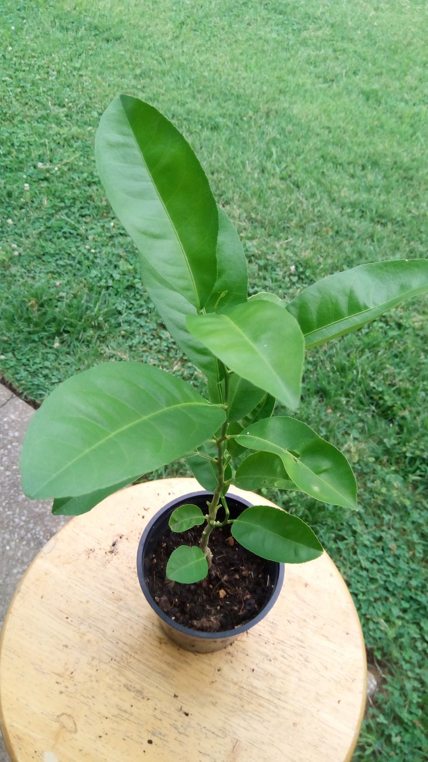 Dwarf Persian Sweet Lime Seedling