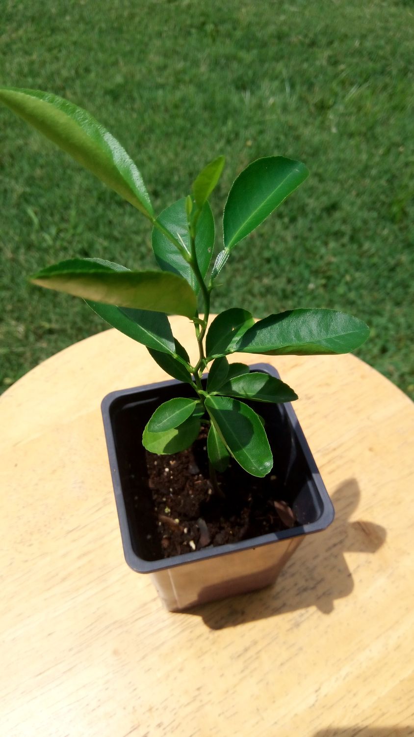 Dwarf Key Lime tree, 12 inches