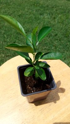 Dwarf Key Lime tree, 12 inches