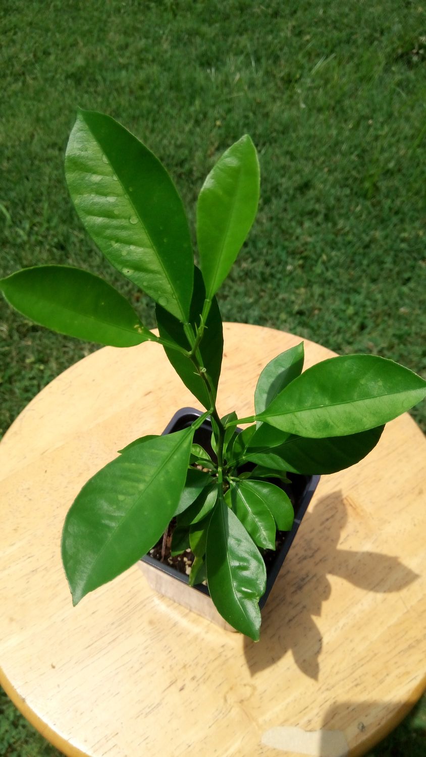 Dwarf Calamondin Orange Seedling