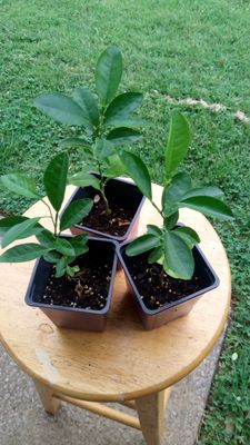 Dwarf Mandarin Orange Seedling (9 inches)