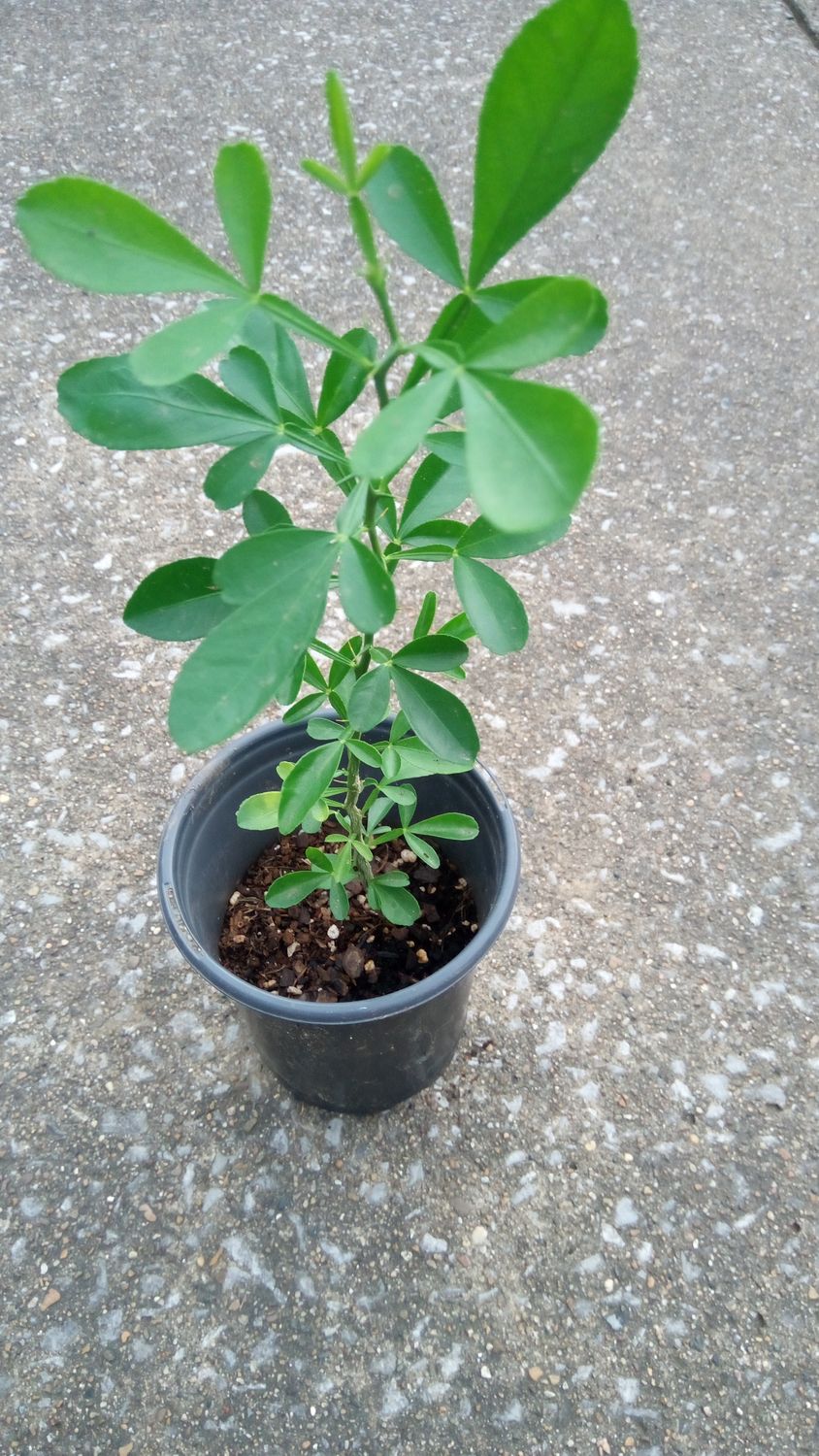 Dwarf Bitter Orange Tree (Carrizo Citrange)